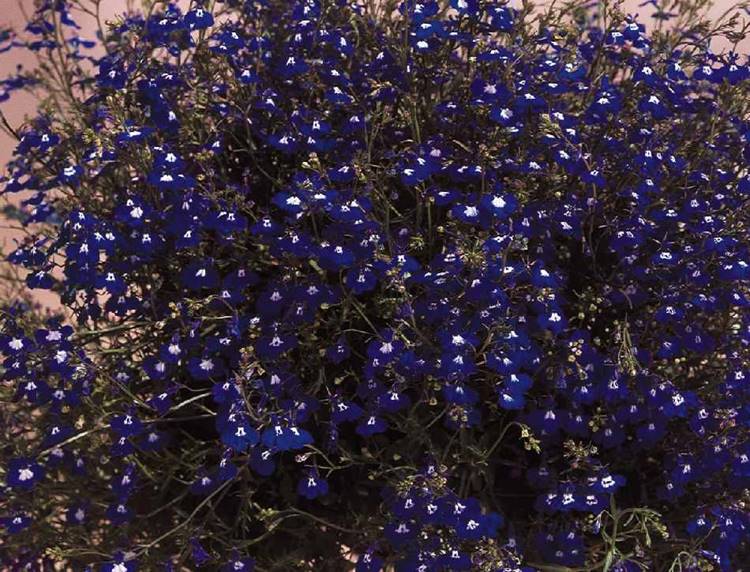 LOBELIA REGATTA MIX 1000 SEMI